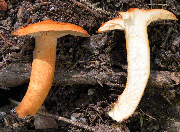 Se avesse il lattice...